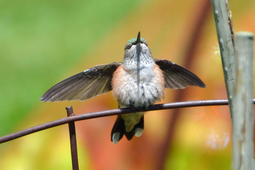 Broad-tailed Hummingbird