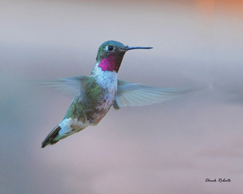 Broad-tailed Hummingbird