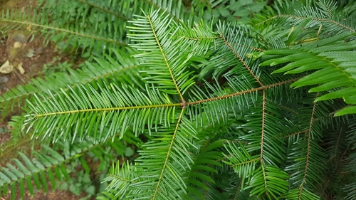 grand fir