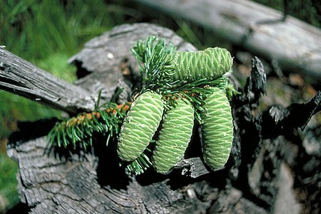 grand fir