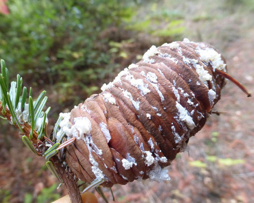 grand fir
