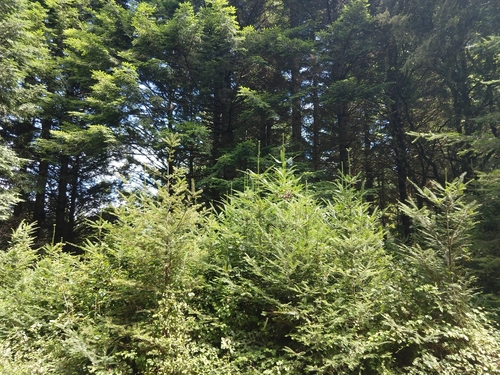 grand fir