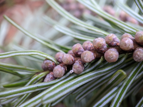 grand fir