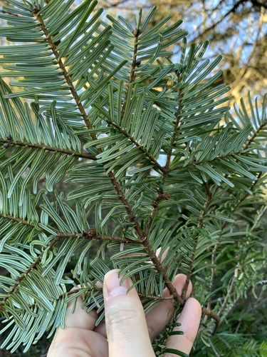 grand fir