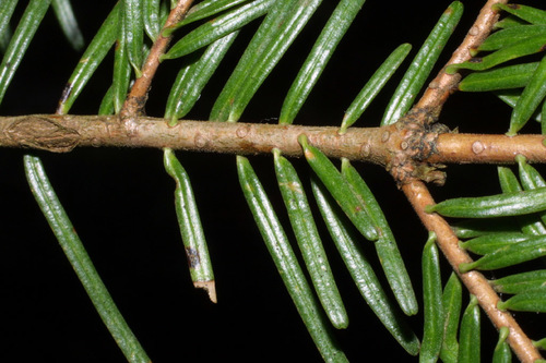 grand fir