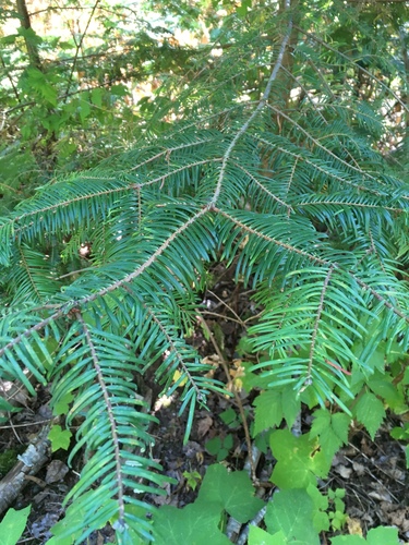 grand fir