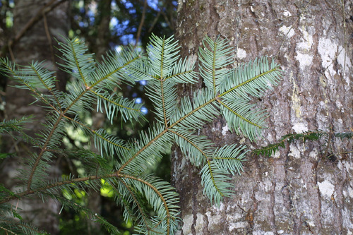 grand fir