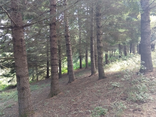 grand fir