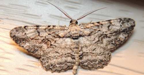 North American Common Gray