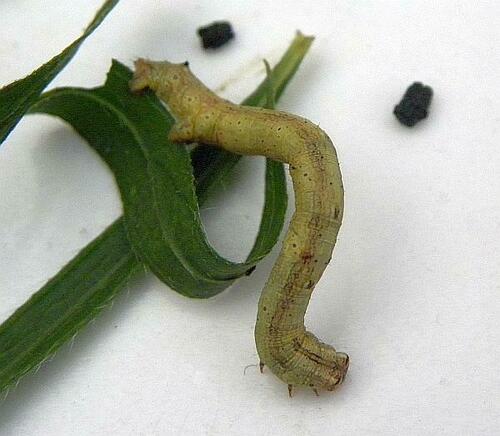 North American Common Gray