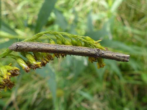 North American Common Gray