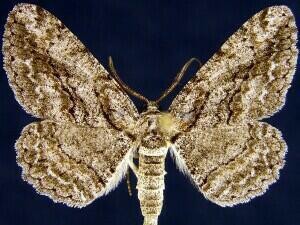 North American Common Gray