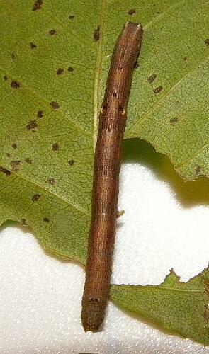 North American Common Gray