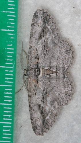North American Common Gray