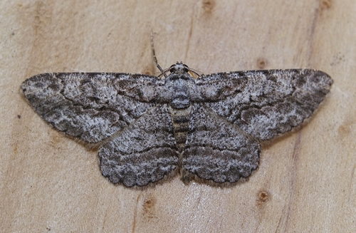 North American Common Gray