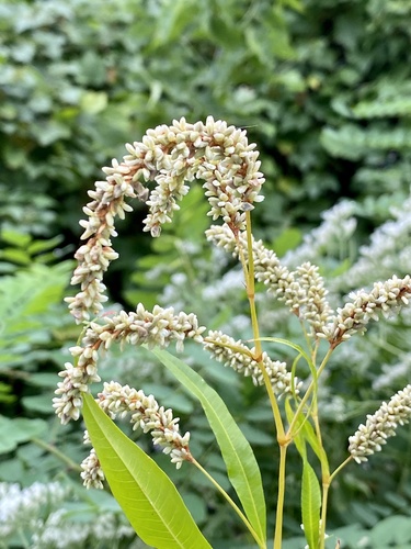 pale smartweed