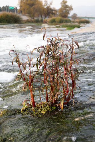 pale smartweed