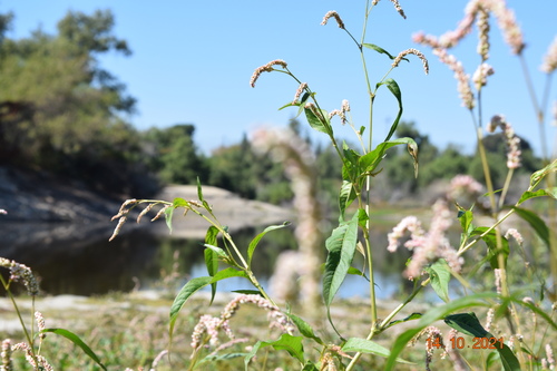 pale smartweed