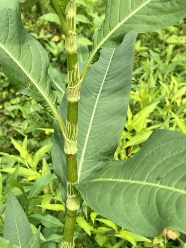 pale smartweed