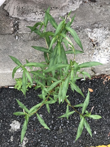 pale smartweed