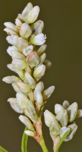 pale smartweed