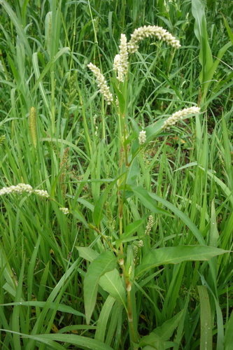 pale smartweed