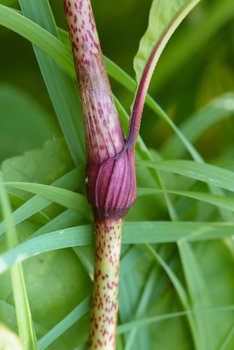pale smartweed