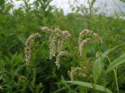 pale smartweed