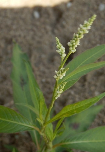 pale smartweed