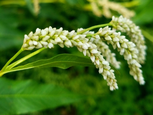 pale smartweed