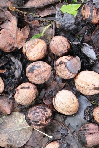 Persian walnut