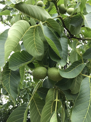Persian walnut