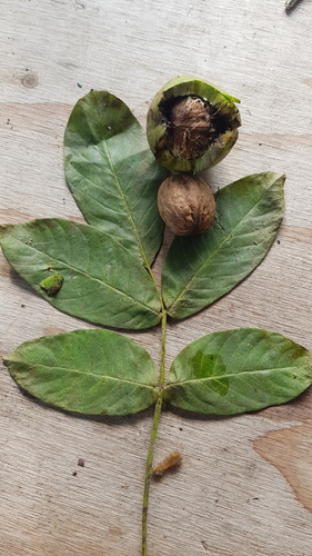 Persian walnut