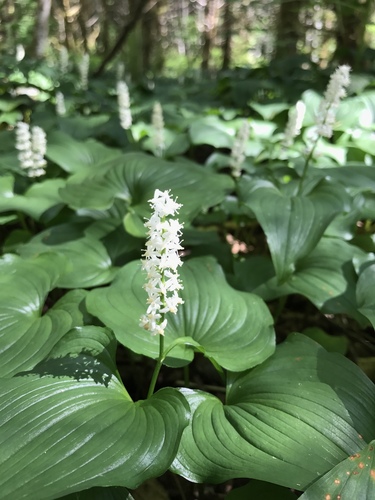 Western Lily of the Valley