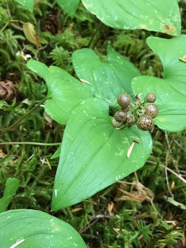 Western Lily of the Valley