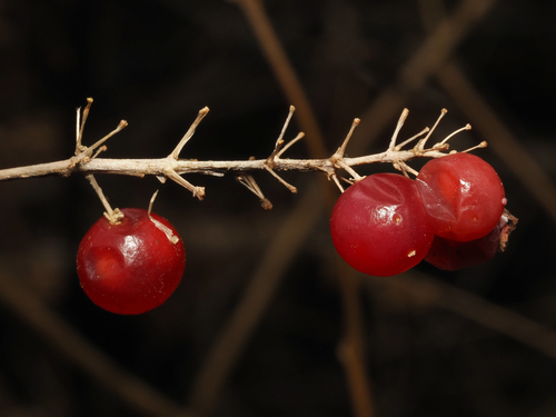 Western Lily of the Valley