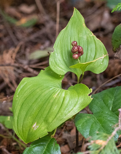 Western Lily of the Valley