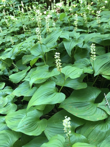 Western Lily of the Valley
