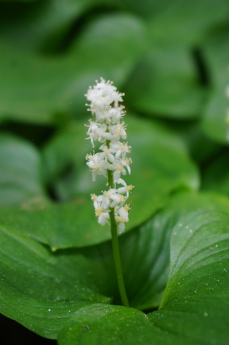 Western Lily of the Valley