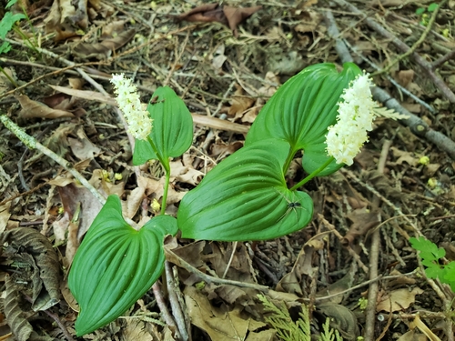 Western Lily of the Valley