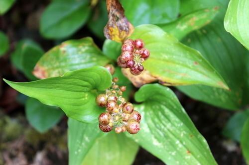 Western Lily of the Valley