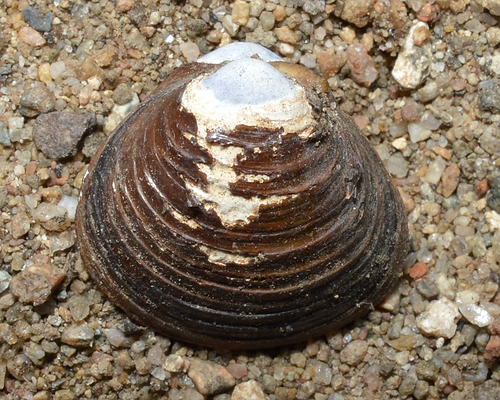 Asian Clam