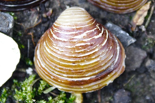 Asian Clam