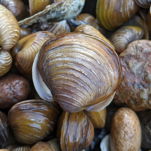 Asian Clam