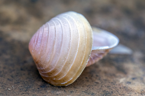 Corbicula