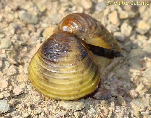 Corbicula