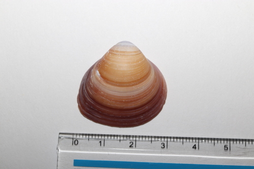 Corbicula