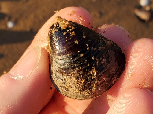 Corbicula