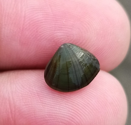 Corbicula