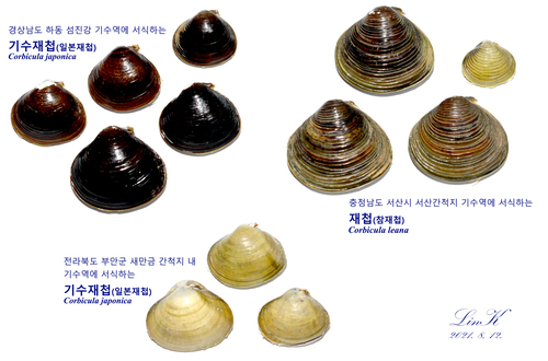 Corbicula